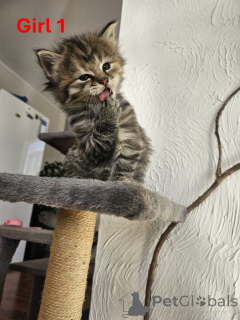 Foto №4. Ich werde verkaufen maine-coon-katze in der Stadt Murau. züchter - preis - 385€
