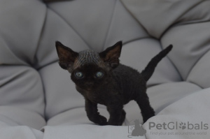 Foto №1. devon rex - zum Verkauf in der Stadt Мадрид | 380€ | Ankündigung № 119941