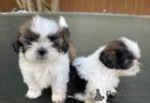 Foto №3. Shih tzu puppies for adoption. Deutschland