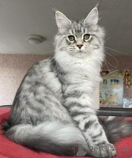 Foto №1. maine-coon-katze - zum Verkauf in der Stadt Baden-Baden | 950€ | Ankündigung № 163172