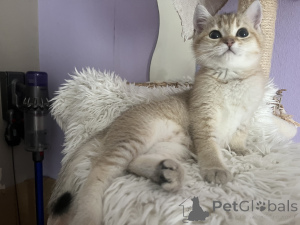 Foto №3. BKH Kitten Stammbaum Golden Mädchen ABHOLBEREIT. Deutschland