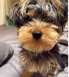 Foto №4. Ich werde verkaufen yorkshire terrier in der Stadt Bristol. quotient 	ankündigung - preis - 650€