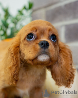 Foto №2 zu Ankündigung № 157215 zu verkaufen cavalier king charles spaniel - einkaufen Schweiz quotient 	ankündigung