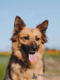 Foto №4. Ich werde verkaufen mischlingshund in der Stadt Woronesch. quotient 	ankündigung - preis - Frei