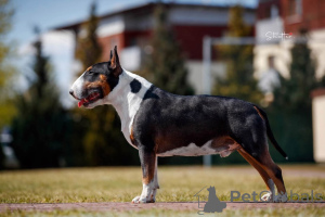 Foto №3. FCI-Bullterrier. Polen