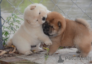 Foto №3. Bezaubernde Chow-Chow-Welpen suchen ein neues Zuhause für immer... Kontaktieren. Deutschland