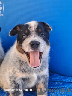 Foto №2 zu Ankündigung № 118377 zu verkaufen australian cattle dog - einkaufen Serbien züchter