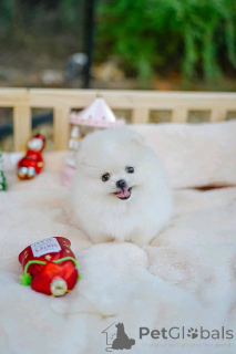 Foto №3. Do you like me, I need a new home, my name is Millie, can you promise to take. Australien