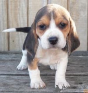 Foto №1. beagle - zum Verkauf in der Stadt Uppsala | verhandelt | Ankündigung № 55311