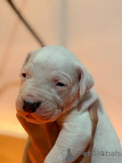 Foto №2 zu Ankündigung № 139107 zu verkaufen dogo argentino - einkaufen Polen züchter