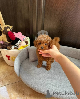 Foto №2 zu Ankündigung № 158345 zu verkaufen pudel (toy) - einkaufen Schweiz 