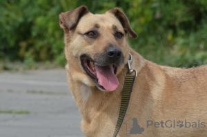 Zusätzliche Fotos: Ein Hund mit schönen Augen sucht den besten Besitzer.