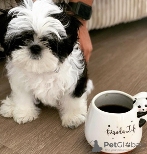 Foto №3. Wunderschöne männliche und weibliche KC-registrierte Shih Tzu-Welpen. Deutschland