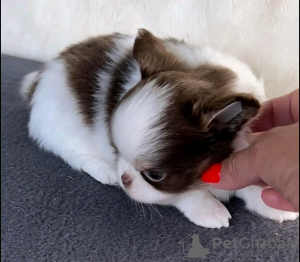 Foto №2 zu Ankündigung № 132042 zu verkaufen chihuahua - einkaufen Estland züchter