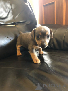 Foto №3. Jack-Russell-Welpen. Schweden