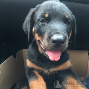 Foto №1. rottweiler - zum Verkauf in der Stadt Oslo | 600€ | Ankündigung № 80685