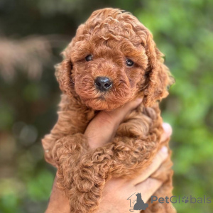 Foto №1. pudel (toy) - zum Verkauf in der Stadt Helsinki | 500€ | Ankündigung № 164037