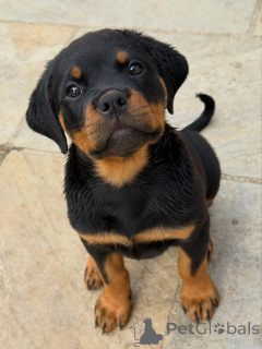 Foto №3. Entzückende Rottweiler-Welpen suchen ein liebevolles Zuhause!. Deutschland