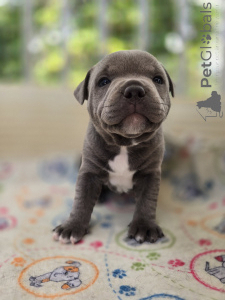 Foto №2 zu Ankündigung № 140369 zu verkaufen staffordshire bull terrier - einkaufen Kroatien züchter