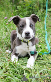 Foto №1. amerikanischer staffordshire terrier - zum Verkauf in der Stadt Москва | Frei | Ankündigung № 114782