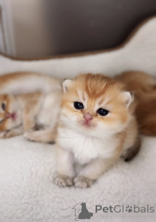 Foto №2 zu Ankündigung № 151264 zu verkaufen britisch kurzhaar - einkaufen Tschechische Republik vom kindergarten, züchter