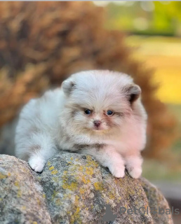 Foto №3. Liebe Toilette ausgebildeter Pommerianer. Estland