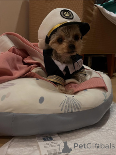 Foto №1. yorkshire terrier - zum Verkauf in der Stadt Meljine | 550€ | Ankündigung № 163332