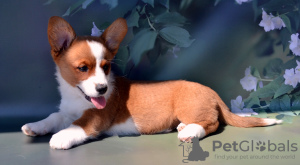 Foto №4. Ich werde verkaufen welsh corgi in der Stadt Руза. vom kindergarten - preis - 739€