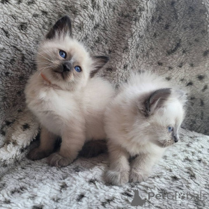 Foto №2 zu Ankündigung № 176234 zu verkaufen balinesenkatze - einkaufen Georgien quotient 	ankündigung