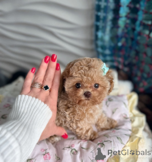 Foto №1. maltipu - zum Verkauf in der Stadt Wien | verhandelt | Ankündigung № 166908