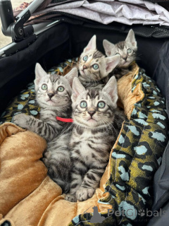 Foto №1. bengal katzenrasse - zum Verkauf in der Stadt Nyon | 750€ | Ankündigung № 152764