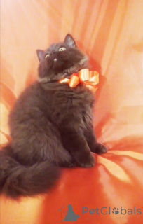 Foto №2 zu Ankündigung № 156662 zu verkaufen britisch langhaar - einkaufen Weißrussland züchter