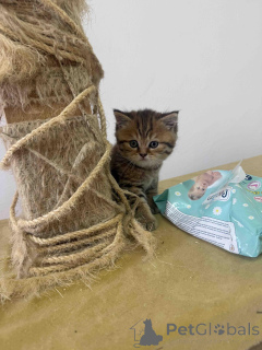 Foto №2 zu Ankündigung № 144408 zu verkaufen britisch kurzhaar - einkaufen Serbien 