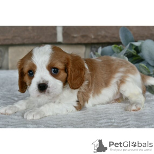 Foto №4. Ich werde verkaufen cavalier king charles spaniel in der Stadt Даллас. quotient 	ankündigung - preis - 284€