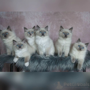 Foto №1. ragdoll-katze - zum Verkauf in der Stadt Paris | verhandelt | Ankündigung № 120537