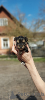 Foto №2 zu Ankündigung № 163328 zu verkaufen yorkshire terrier - einkaufen Montenegro quotient 	ankündigung, aus dem tierheim