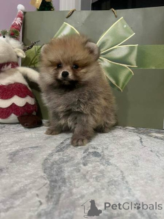 Foto №2 zu Ankündigung № 160867 zu verkaufen  - einkaufen Serbien 