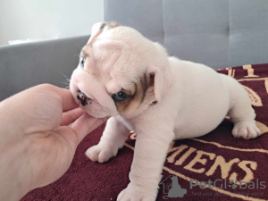 Zusätzliche Fotos: Englische Bulldogge fci