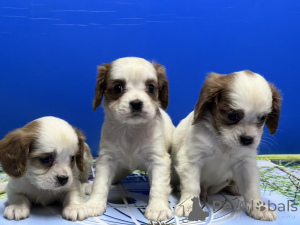 Foto №1. cavalier king charles spaniel - zum Verkauf in der Stadt Antalya | verhandelt | Ankündigung № 169061