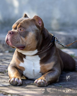 Zusätzliche Fotos: American Bully Welpen zu verkaufen