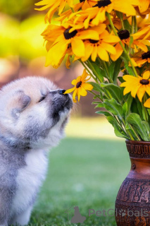 Foto №4. Ich werde verkaufen akita in der Stadt Alytus. züchter - preis - 2000€