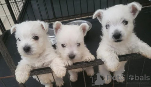 Foto №1. west highland white terrier - zum Verkauf in der Stadt Belfast | 339€ | Ankündigung № 166522