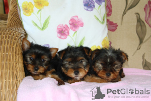 Foto №1. yorkshire terrier - zum Verkauf in der Stadt Франкфурт-на-Майне | 550€ | Ankündigung № 123054