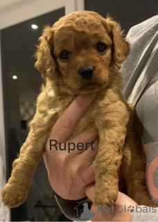 Foto №2 zu Ankündigung № 151110 zu verkaufen golden retriever - einkaufen Australien züchter