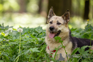 Foto №1. mischlingshund - zum Verkauf in der Stadt Moskwa | Frei | Ankündigung № 149175
