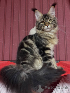 Foto №3. Maine-Coon-Kätzchen. USA