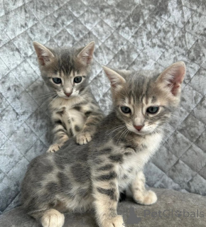 Foto №1. bengal katzenrasse - zum Verkauf in der Stadt Bocholt | 350€ | Ankündigung № 169542