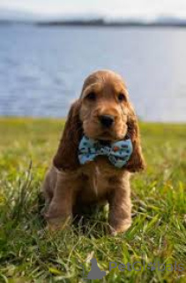 Foto №2 zu Ankündigung № 166966 zu verkaufen english cocker spaniel - einkaufen Frankreich quotient 	ankündigung, züchter