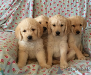 Foto №1. golden retriever - zum Verkauf in der Stadt Brüssel | 436€ | Ankündigung № 171651