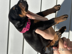 Foto №4. Ich werde verkaufen dobermann in der Stadt Minsk. vom kindergarten - preis - verhandelt